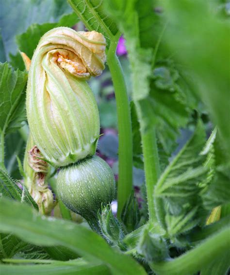 Zucchini Companion Plants The Best Plants To Grow With Them Homes