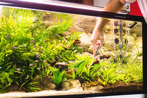 5 Easy Tips & Tricks to Save Time in the Fishkeeping Hobby – Aquarium Co-Op