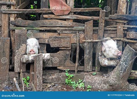 Pigs in pen stock photo. Image of farm, animal, tanzania - 117791224