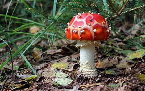 Fly Agaric Images · Pixabay · Download Free Pictures