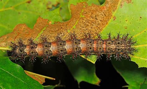 Brown Caterpillar Identification Guide With Photos - Owlcation