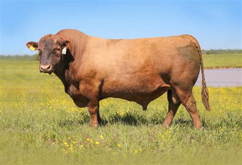 Red Angus Semen For Sale Sb10 2778 Sire Buyer