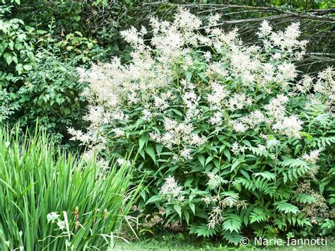 Growing Giant Fleece Flower Persicaria Polymorpha