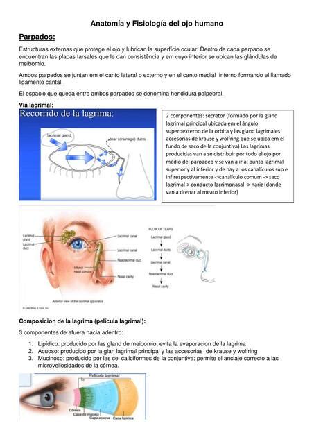 Anatomía y Fisiología del Ojo Humano G uDocz