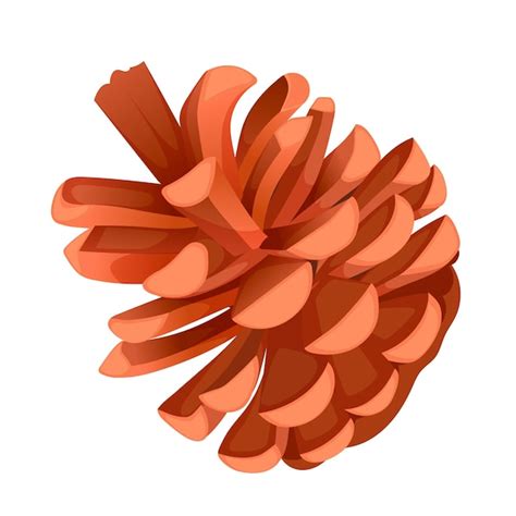 Premium Vector Open Fir Cone Isolated On White Background Brown Cedar