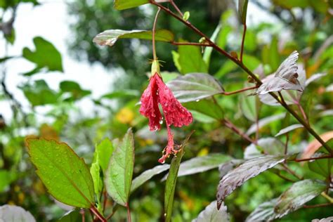 How To Identify And Treat Hibiscus Pests And Diseases Petal Republic