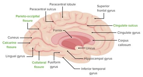 Córtex Cerebral Concise Medical Knowledge