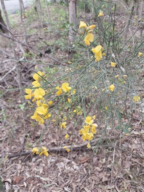 Winged Broom Pea From Bardon QLD 4065 Australia On December 1 2023 At