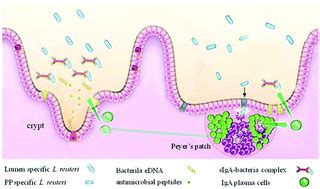 Peyer S Patch Specific Lactobacillus Reuteri Strains Increase