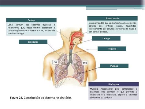 Sistema Cardiorrespirat Rio Ppt