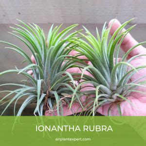 Tillandsia Ionantha Varieties And Hybrids – Air Plant Expert