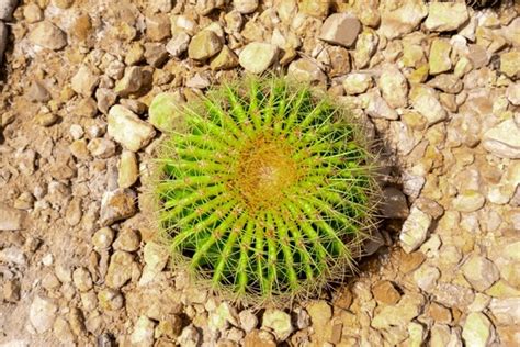 160,531 Blooming Desert Plants Royalty-Free Images, Stock Photos & Pictures | Shutterstock