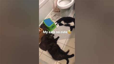 Why My Cats So Cute Together Youtube