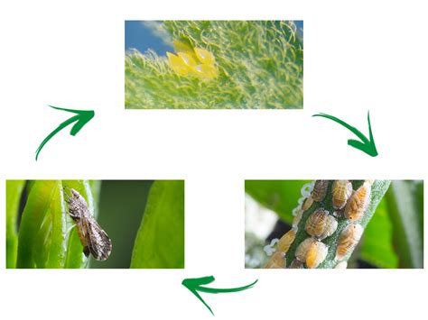 Psilídeo asiático dos citros Biocontrole danos e ciclo de vida