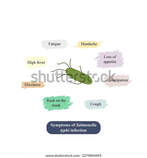 Symptoms Salmonella Typhi Infection Stock Illustration 2279844443 ...