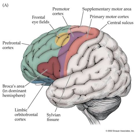 frontal lobe and high cognitive functions Flashcards | Quizlet