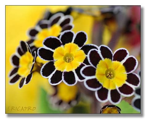 Silver Lace Primrose Unusual Flowers Rare Flowers Flowers Nature