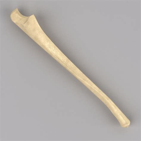 ulna bone  max