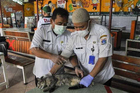 STERILISASI KUCING DI JAKARTA ANTARA Foto