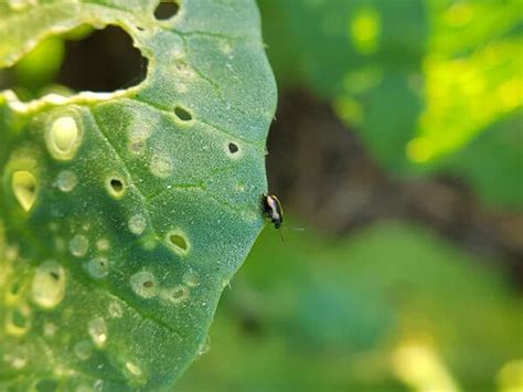 14 Common Potato Diseases And Pests To Watch Out For