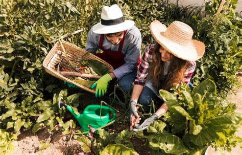 Comienza Tu Huerto En Casa Y Cultiva Tus Propios Alimentos