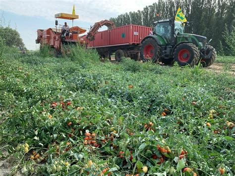 Cremona Sera Caldo Coldiretti Siccit Taglia Bottiglia Di Passata