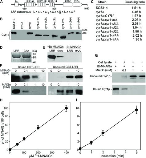 The Lrr Domain Of Cyr P Functions As Mdp Sensor A Cyr P Domain