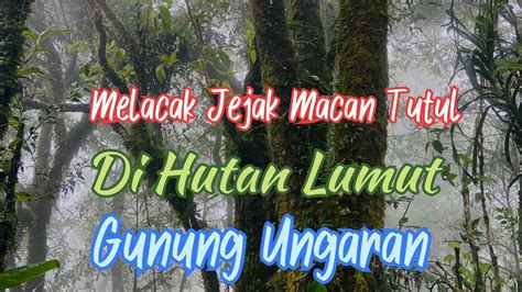 Melacak Jejak Macan Tutul Jawa Di Hutan Lumut Gunung Ungaran YouTube