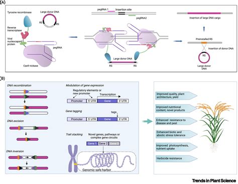 Primeroot For Targeted Large Dna Insertion In Plants Trends In Plant