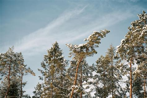 Premium Photo | Winter forest landscape snowcovered nature of european ...