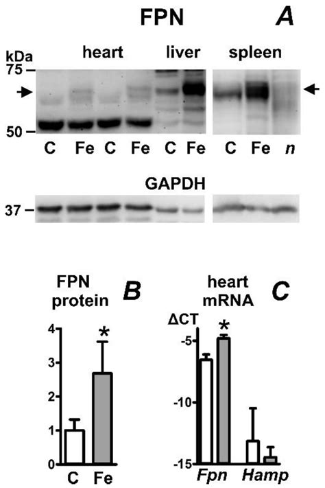 Ijms Free Full Text Heart Ferroportin Protein Content Is Regulated