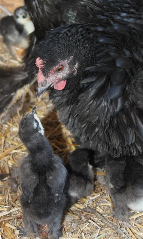 Black Frizzle Bantam Cochin Broody And Chicks BackYard Chickens