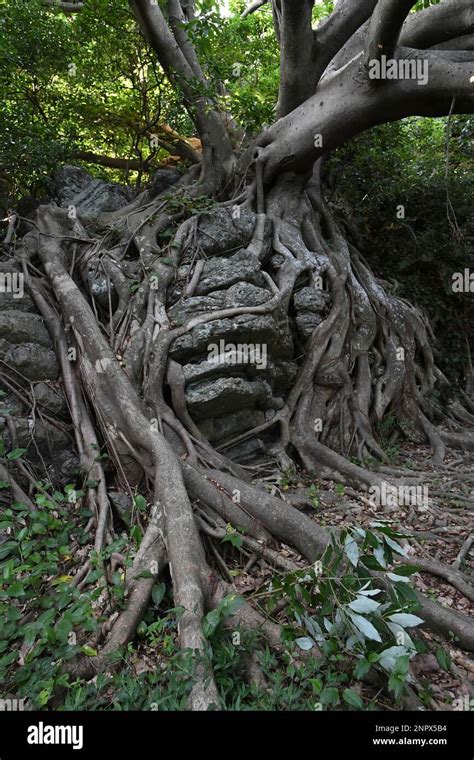 A Picture Taken On June 7 2020 Shows Trees Of Akou Ficus Wightiana