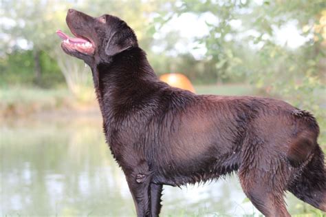 Chien Labrador Retriever Pink Sans Affixe