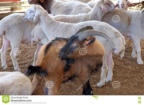 Sheep On A Farm In The Corral Stock Image Image Of Corral Chip