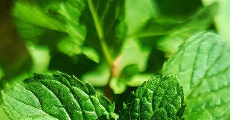 Unveiling Natural Radiance Revolutionary Skin Benefits Of Tulsi