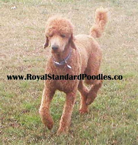 Our Large Standard Poodles Royal