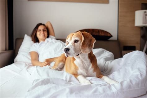 IHG pet-friendly hotels your furry friend will love - The Points Guy