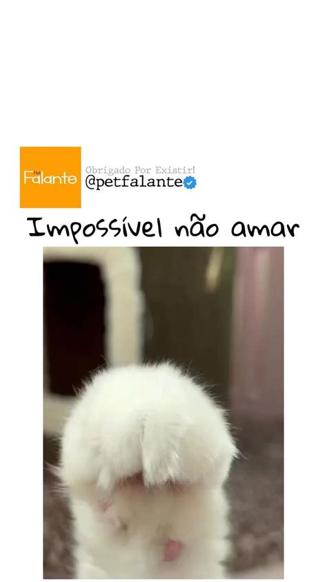 Impossível não amar Frases engraçadas para rir Mae de gato Fotos