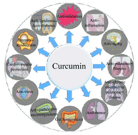 A Diagram Depicting The Biological Effects Of Curcumin Download Scientific Diagram