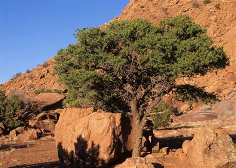 Pinyon Pine | Coniferous Forest