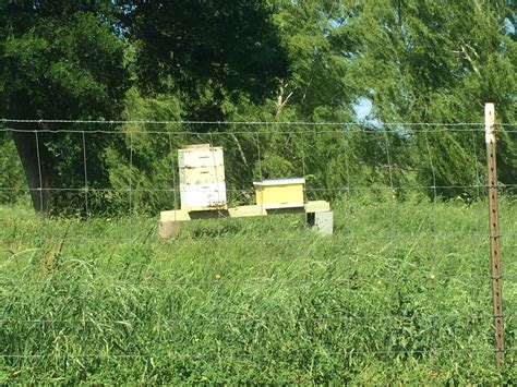 Texas Beekeeping 101