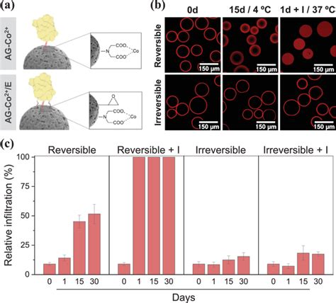 A Schematic Representation Of The Site‐selective Protein Download