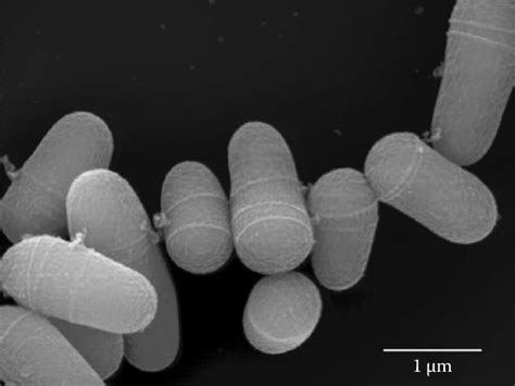 2 Electron Micrograph Of C Glutamicum Atcc 13032 Adapted From