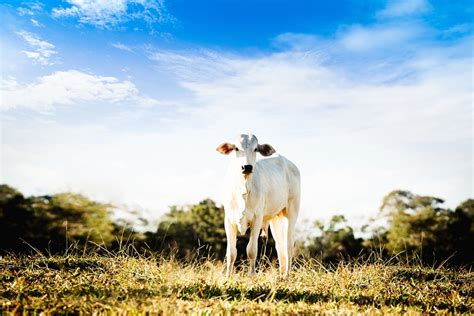 Boi Gado Fazenda Foto Gratuita No Pixabay