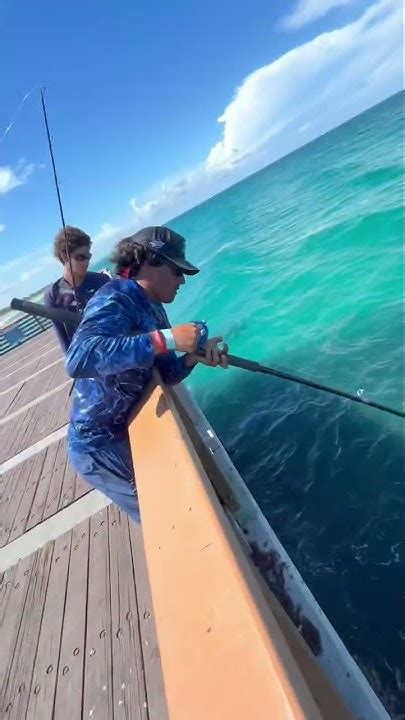 Juno Pier Snook Fishing Youtube