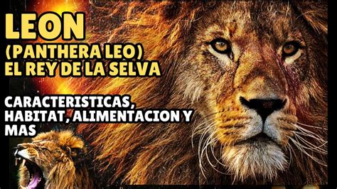 EL LEON PANTHERA LEO EL REY DE LA SELVA CARACTERISTICAS