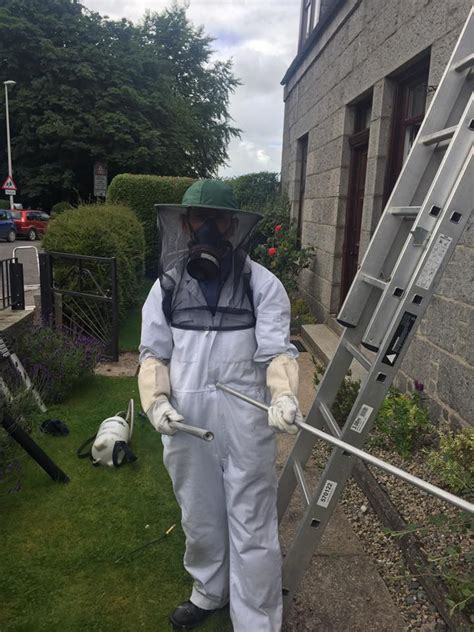 Wasp Hotline Pest Control In Aberdeen And Aberdeenshire