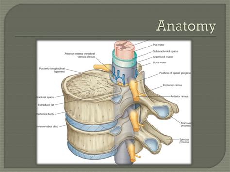 Ppt Spinal Stenosis Neurogenic Claudication Powerpoint Presentation Id 6517751