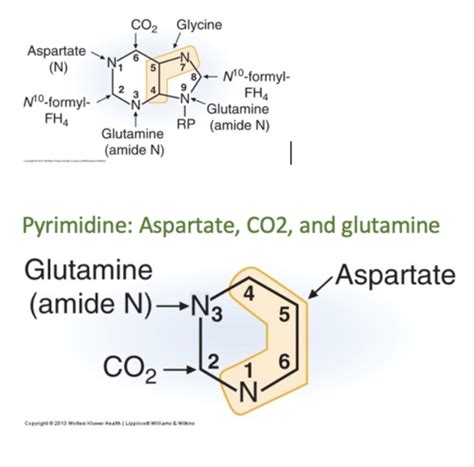 Biochemistry Chapter 48 Purines And Pyrimidines Flashcards Quizlet